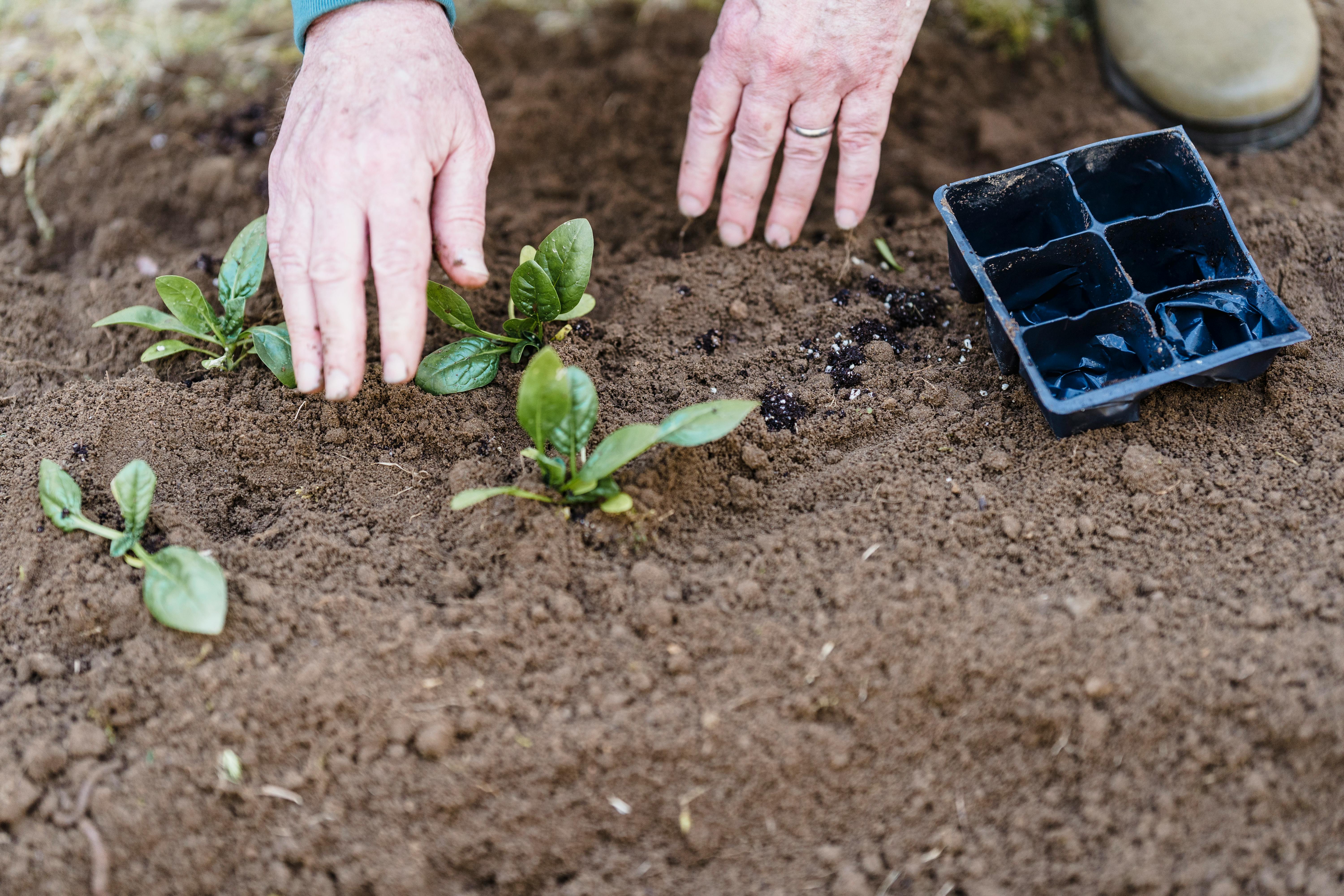 Essential Guide to Planting Cucumbers for Optimal Yields in 2025